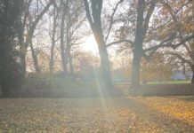 Aphanus rolandri – Príbeh jednej nenápadnej bzdochy a veľkej vedeckej pomsty