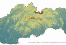 Ďalší významný objav v projekte Flora et fauna Hlohoveciensis: Bzdocha bielopásavá